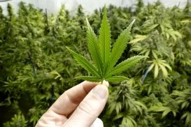 Marijuana - Drug crime defense in Gainesville FL 